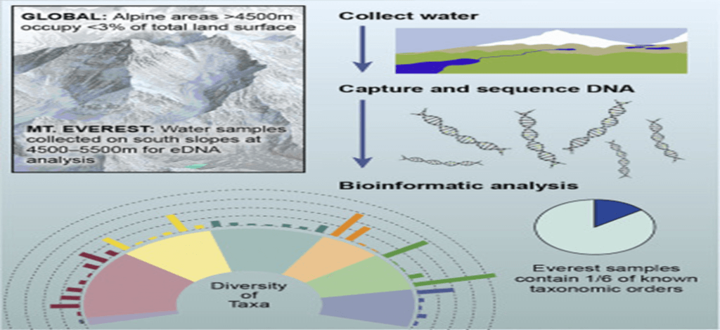 Mount Everest's Microbial Diversity: What You Should Know