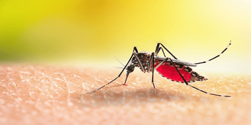 Progress Towards India's First Dengue Vaccine: What You Should Know