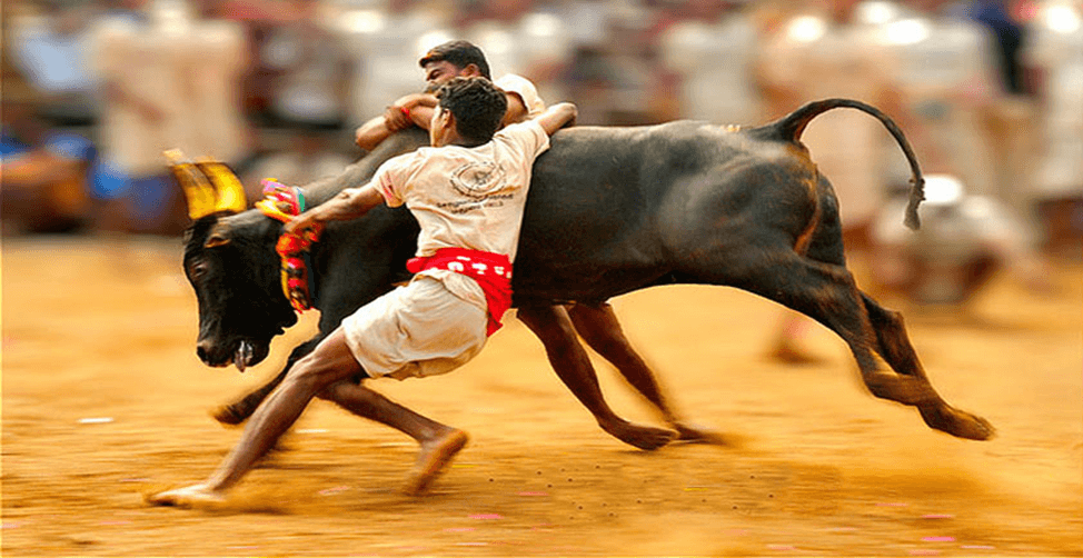 Supreme Court Upholds Jallikattu and Protects Animal Welfare