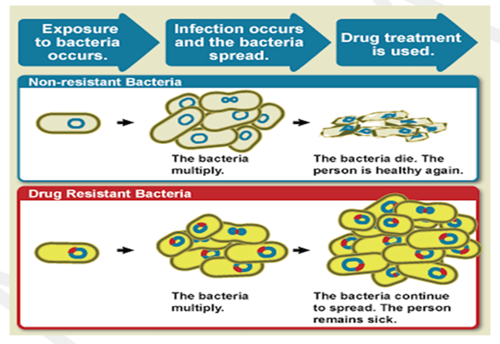 Safeguarding Against Antimicrobial Resistance in the Pandemic Accord