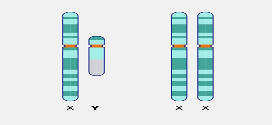 The Surprising Role of the Y Chromosome in Aging and Lifespan