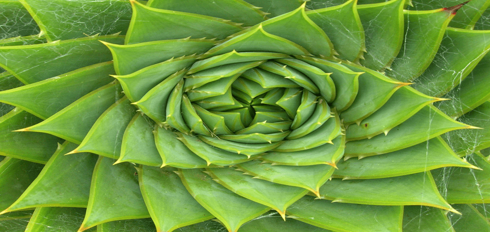 Challenging Beliefs: The Truth about Fibonacci Spirals in Plant Evolution