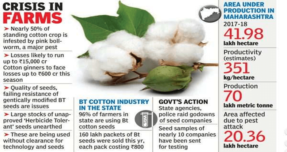 Transgenic Cotton Seed Testing in India: What You Should Know