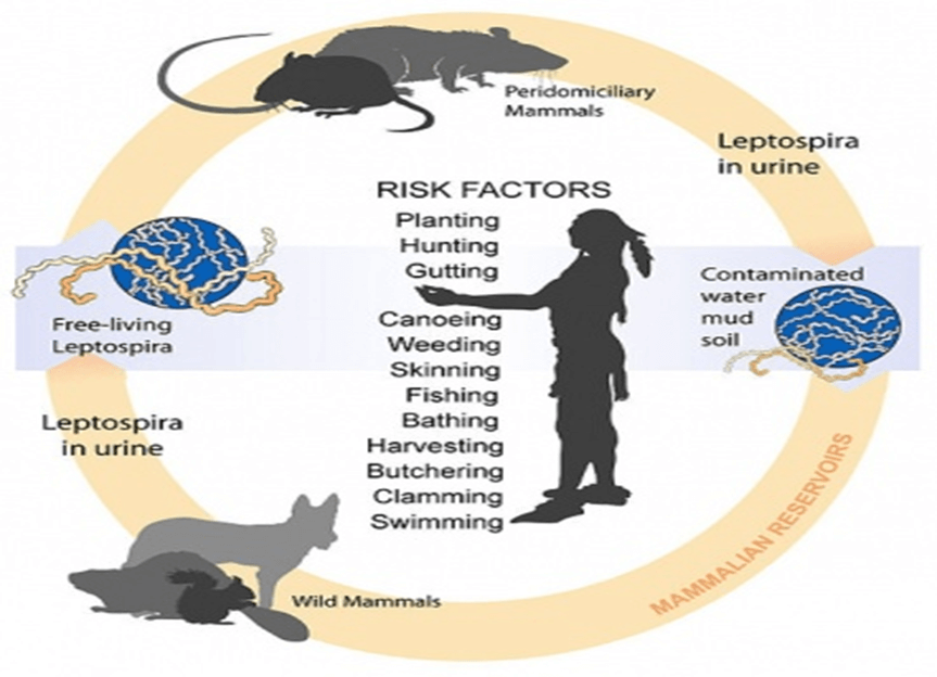 Leptospirosis: A One Health Approach to Combating a Growing Threat