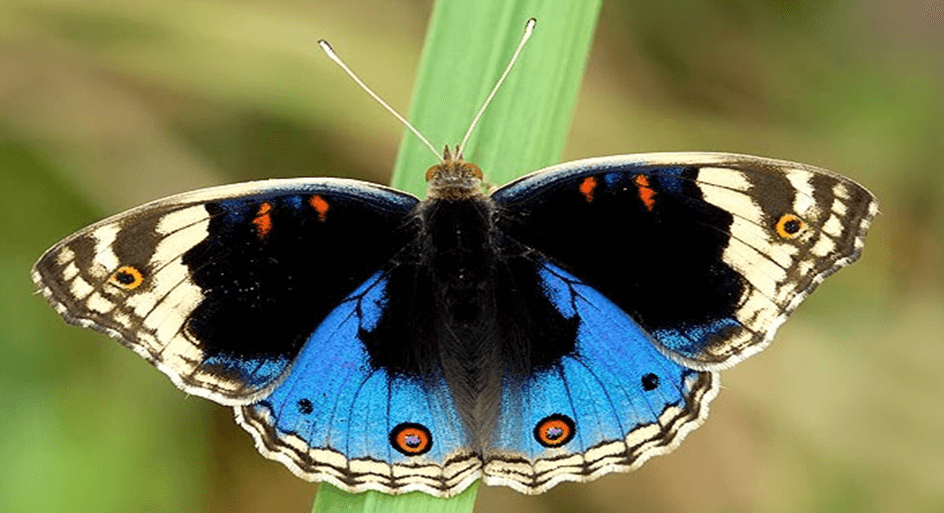 Blue Pansy: Jammu and Kashmir's Official Butterfly for Ecosystem Conservation