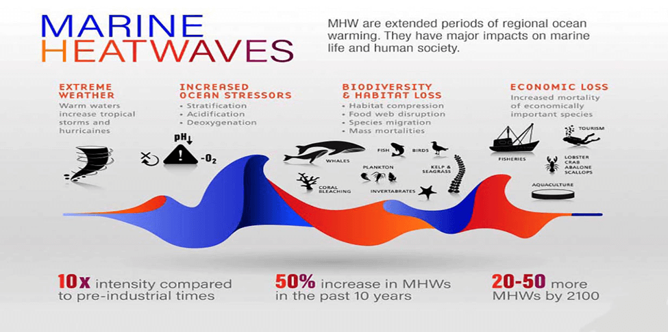 The Consequences of Marine Heat Waves: What You Should Know