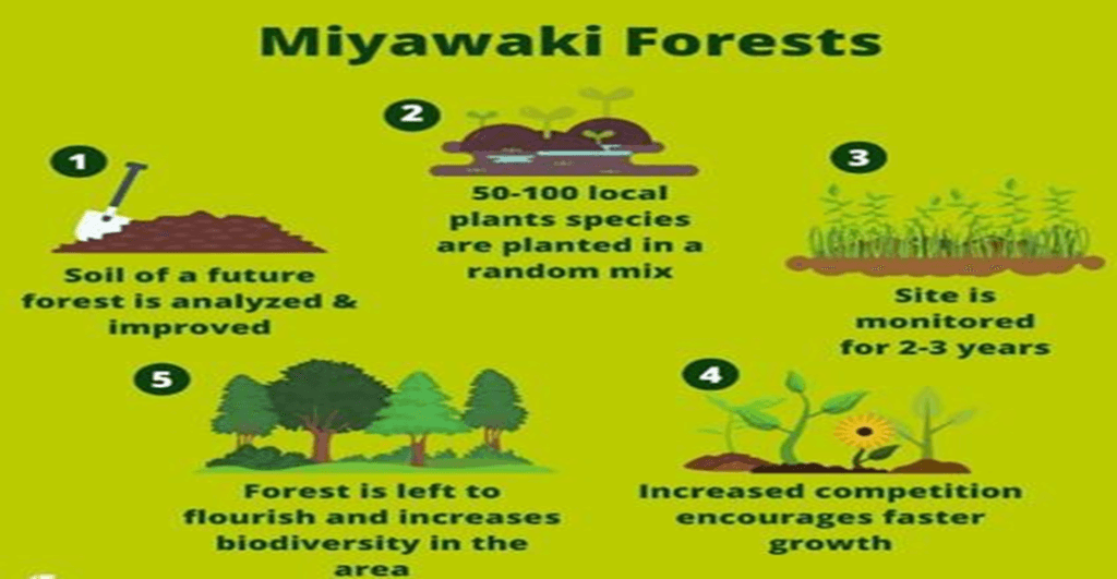 The Miyawaki Plantation Method: What You Should Know