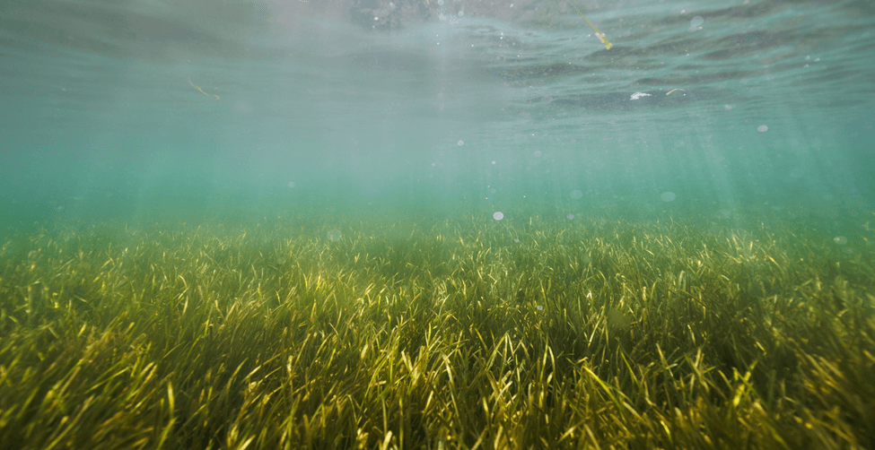 Seagrass Restoration in the Baltic Sea: A Climate Change Solution