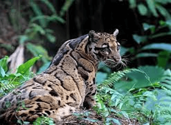 Unveiling the Secrets of the Clouded Leopard: A Study in Adaptation and Conservation