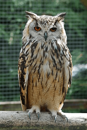 The Indian Eagle-Owl's Unique Traits and Discovery