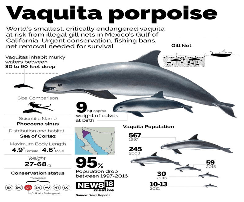 Urgent Conservation for the Endangered Vaquita Porpoise