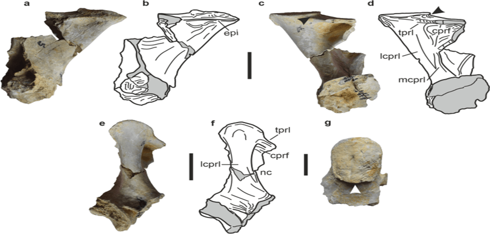 Tharosaurus Indicus: India's Ancient Dinosaur Revelation: What You Should Know