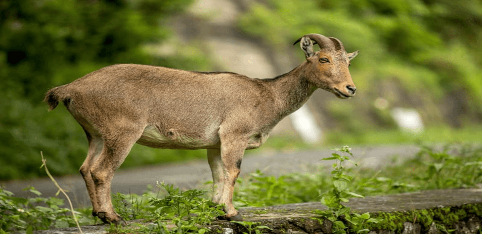 Nilgiri Tahr Conservation in Tamil Nadu: What You Should Know