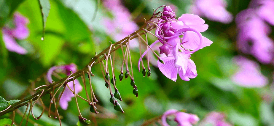 Balsams in Bloom: What You Should Know