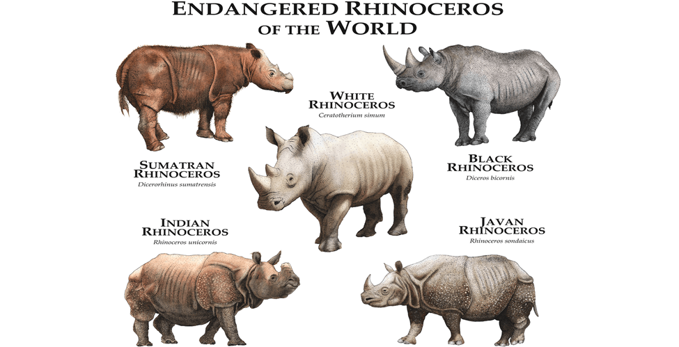 Rhinos in Peril: Urgency in Conservation on World Rhino Day: What You Should Know