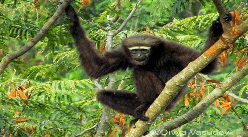 Conserving India's Unique Western Hoolock Gibbons and Their Sanctuary