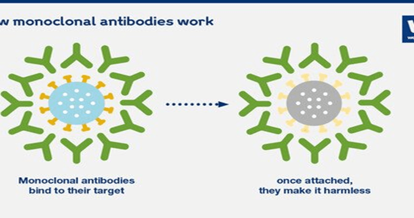 Monoclonal Antibodies Transform Nipah Virus Battle: What You Should Know