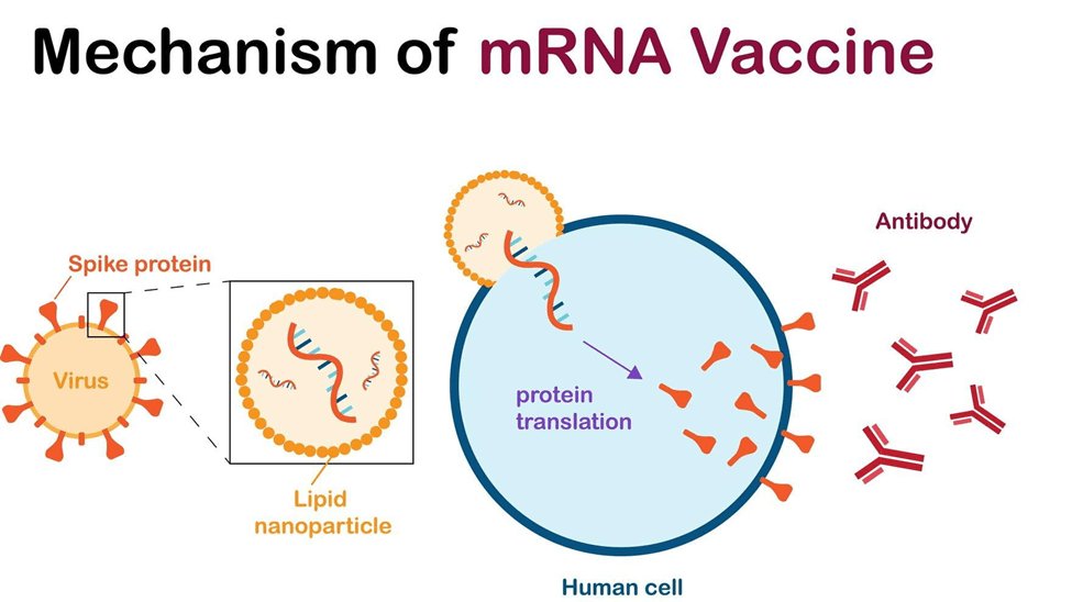 mRNA Vaccines: A Nobel-Winning Scientific Breakthrough