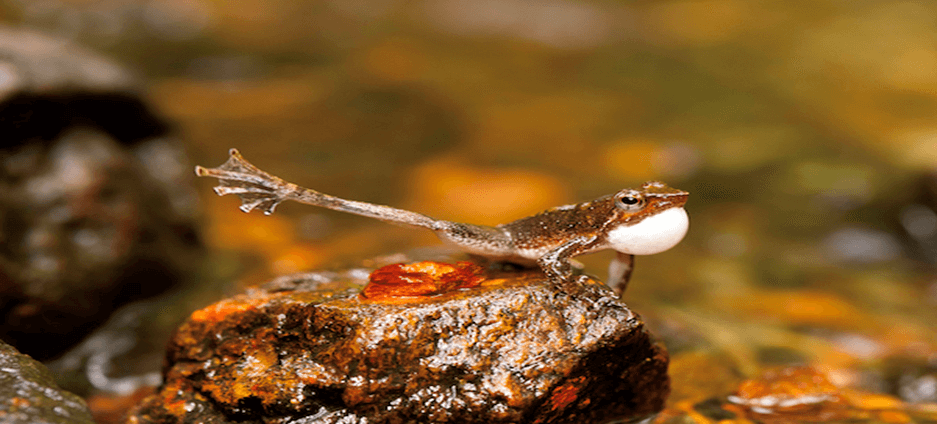 Guardians of Biodiversity: The Enchanting World of India's Dancing Frogs