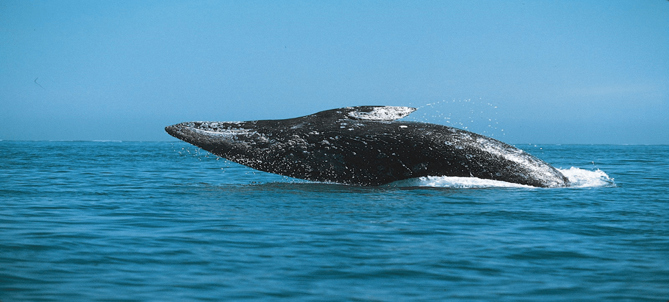 Grey Whales:Navigating Challenges in Changing Oceans: What You Should Know