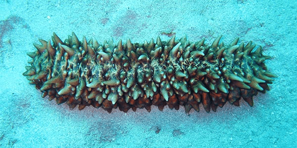 Preserving Sea Cucumbers:Guardians of Marine Ecosystems: What You Should Know