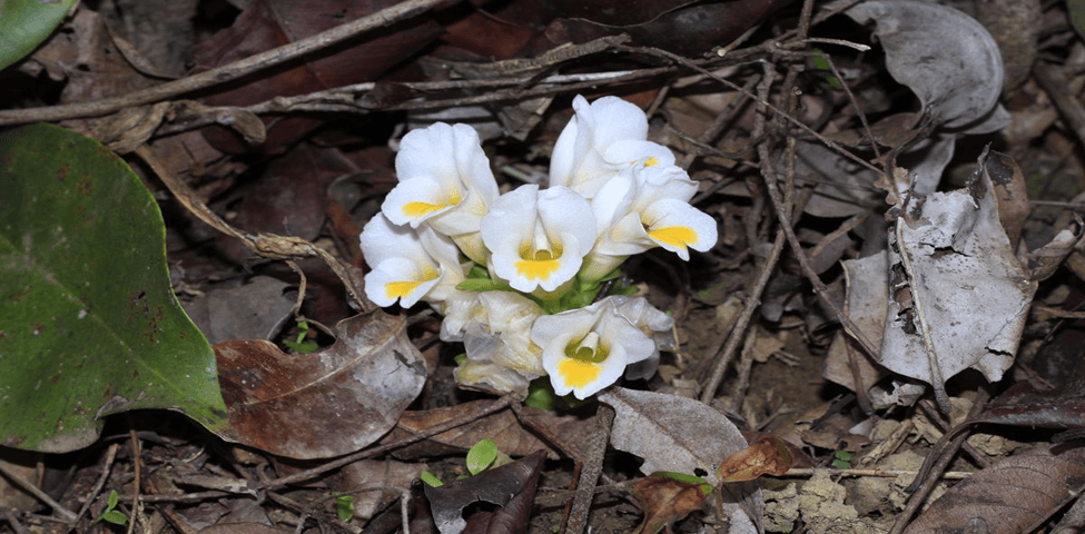 The Wonders of Maharashtra's Ephemerals: What You Should Know