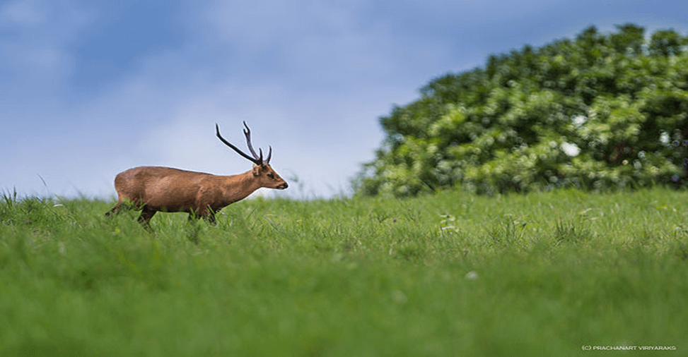 Hog Deer in Rajaji Tiger Reserve: What You Should Know