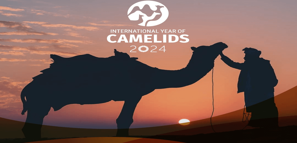 The Significance of Camelids in the International Year of 2024