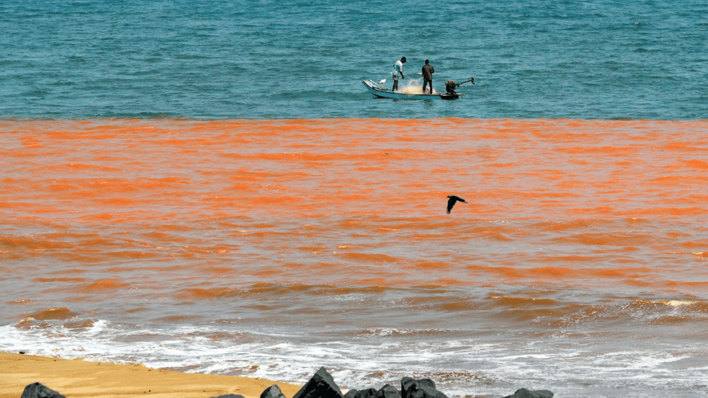 Decoding Red Tide in Puducherry: What You Should Know