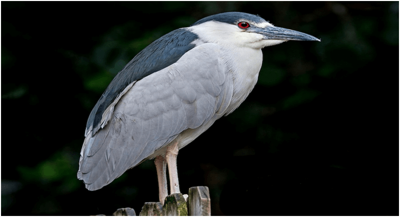 The Black-Crowned Night Heron: What You Should Know