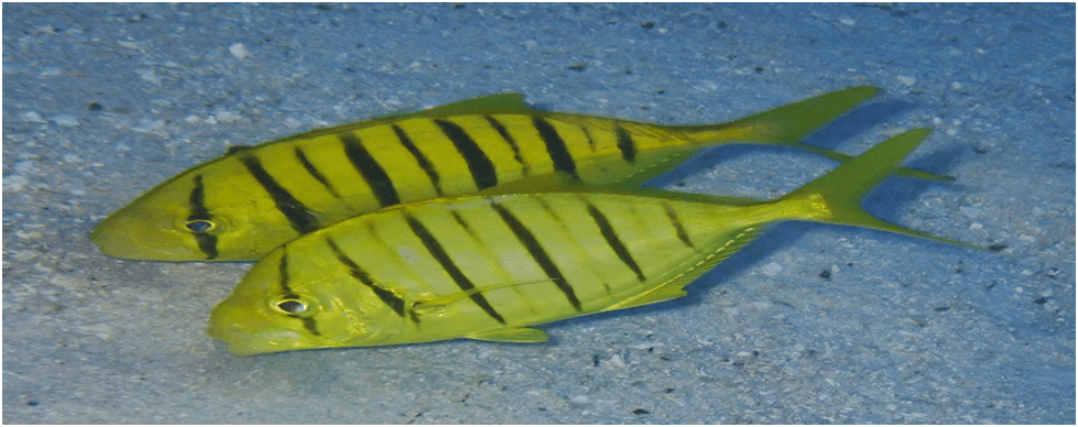 Breakthrough in Mariculture: Seed Production for Golden Trevally