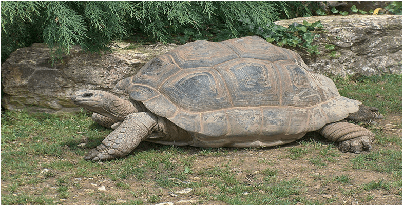 Reintroducing Aldabra Giant Tortoises to Madagascar: What You Should Know