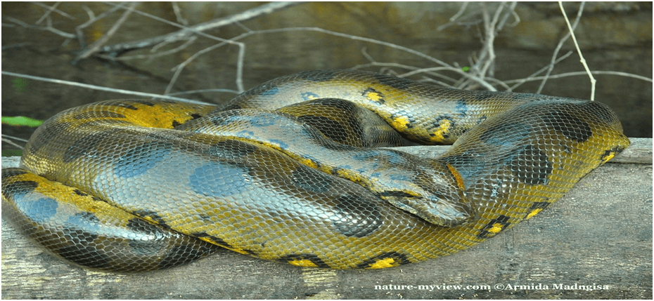 Two Species of Green Anaconda: What You Should Know