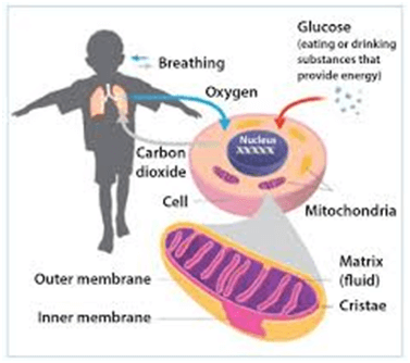 Mitochondrial Disease: What You Should Know