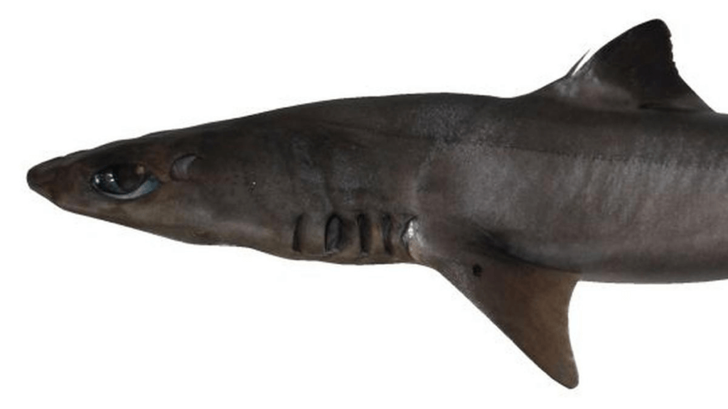 Discovery of a New Shark Species: Squalus hima