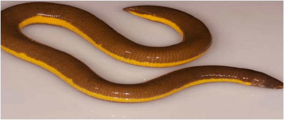 New Discovery: The Striped Caecilian in Kaziranga National Park