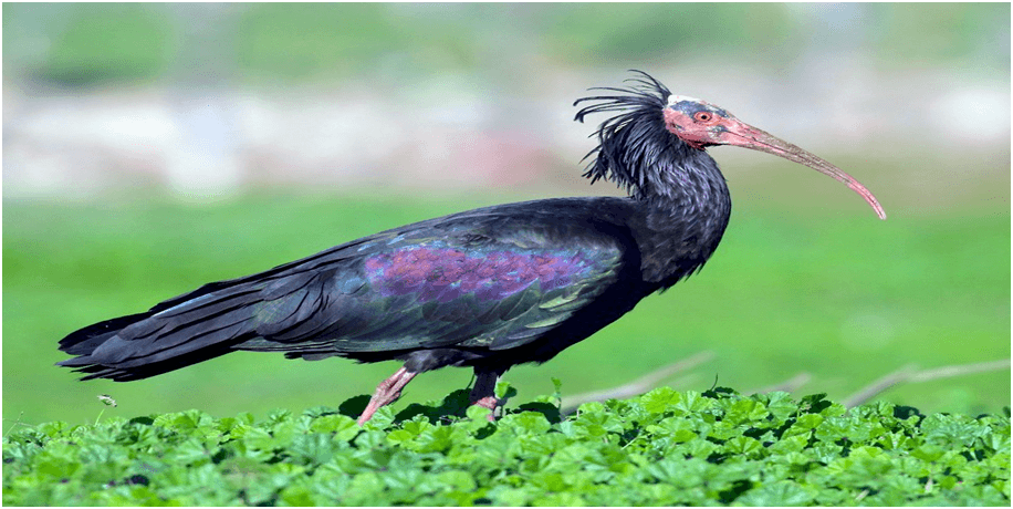 Reviving the Northern Bald Ibis: What You Should Know