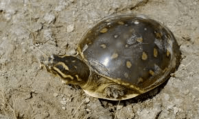 Smuggling of Indian Flapshell Turtles: What You Should Know