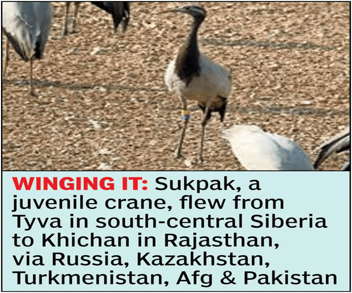 Siberian Demoiselle Crane Sets a New Migratory Record