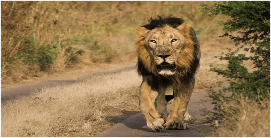 The Survival of Asiatic Lions: Gujarat’s Unique Model of Coexistence