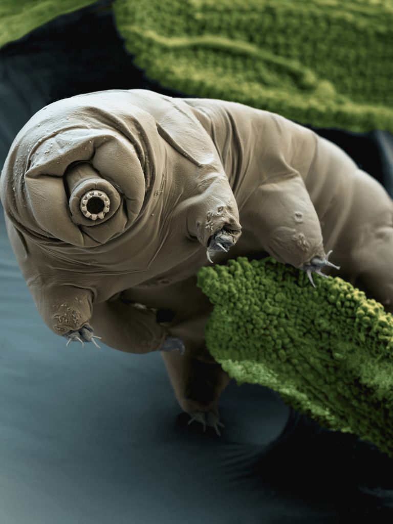 Tardigrades: Extraordinary Survivors: What You Should Know